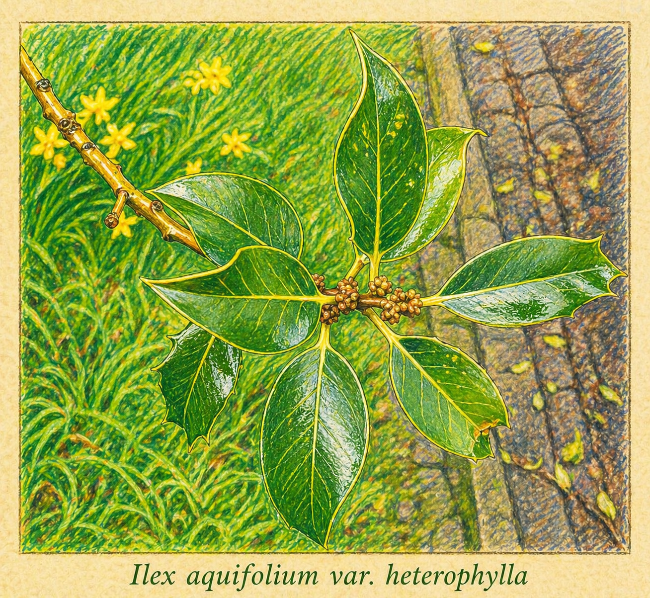 ilex-aquifolium-var-heterophylla picture.png